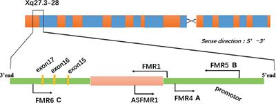 Long Noncoding RNA Can Be a Probable Mechanism and a Novel Target for Diagnosis and Therapy in Fragile X Syndrome